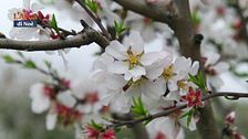 La bellezza dei mandorli in fiore