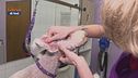 L'igiene auricolare del nostro cane