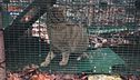 La liberazione di un gatto selvatico