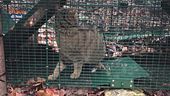 La liberazione di un gatto selvatico