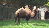 I principali obiettivi dei parchi zoologici mondiali