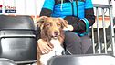 Educa-cani: il campionato mondiale di agility in Olanda