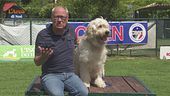 L'educa-cani