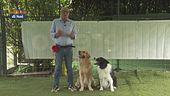L'educa-cani