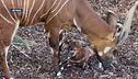 Un cucciolo di bongo