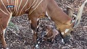 Un cucciolo di bongo
