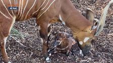 Un cucciolo di bongo