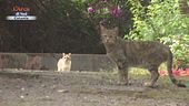 Le aristogatte