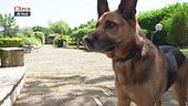 Psyco-dog