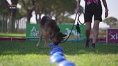 L'educa-cani