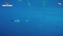 Cetacei iconici