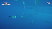Cetacei iconici