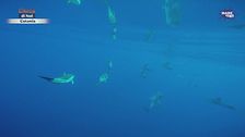 Cetacei iconici