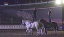 La mostra del cavallo