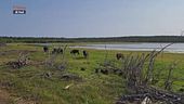 Bisonte salva permafrost