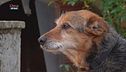 Psyco - Dog