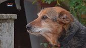 Psyco - Dog