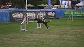 L'Educa-cani