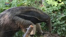 Il debutto del gigante