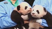 Piccoli panda