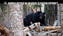 GOLIA: Andrea ucciso da un orso: si poteva evitare?