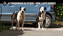 ROMA: Un condominio tra pitbull dei rom e cumuli di rifiuti