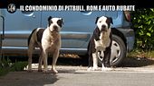 ROMA: Un condominio tra pitbull dei rom e cumuli di rifiuti