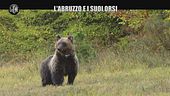 CIZCO: L'Abruzzo, il Parco e i suoi orsi bruni marsicani
