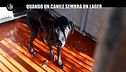 ROMA: Quando un canile sembra un lager
