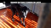 ROMA: Quando un canile sembra un lager