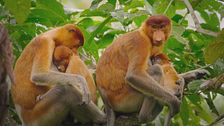 Borneo: un paradiso incontaminato