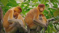 Borneo: un paradiso incontaminato