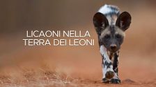 Licaoni nella terra dei leoni