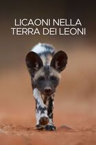 Licaoni nella terra dei leoni