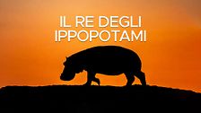 Il re degli ippopotami