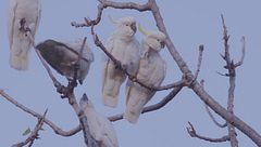 Ep. 3 - Culture animali