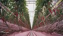 Azienda agricola Fratelli Lapietra: una coltivazione di pomodori sostenibile
