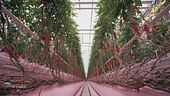 Azienda agricola Fratelli Lapietra: una coltivazione di pomodori sostenibile