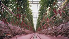 Azienda agricola Fratelli Lapietra: una coltivazione di pomodori sostenibile