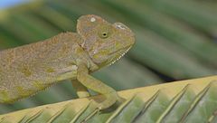 Ep. 2 - Il selvaggio Oman, tesoro d'Arabia