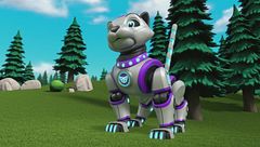 I cuccioli incontrano la Catpack