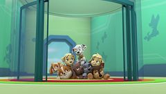 I super cuccioli salvano una super anguilla / I cuccioli salvano la carrozza reale galleggiante