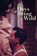 Trailer - Days of being wild