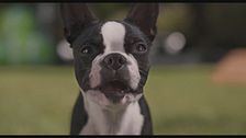 Trailer - Doggy style