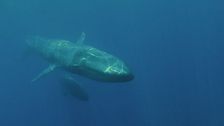 Ep. 2 - I segreti della balena del terrore