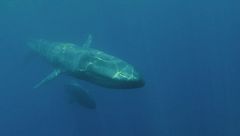 Ep. 2 - I segreti della balena del terrore