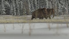 Ep. 3 - I segreti dei mammut giganti