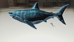 Ep. 5 - I segreti del mega squalo: il megalodonte