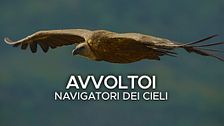 Avvoltoi: navigatori dei cieli