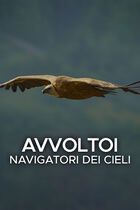 Avvoltoi: navigatori dei cieli